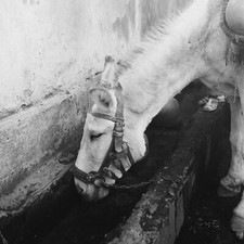 photo sur papier  argentique