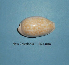 Cypraea Chinensis   New Caledonia    36,4 mm