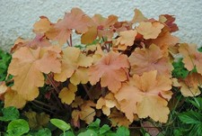 1329-1 : heuchère caramel mpc6