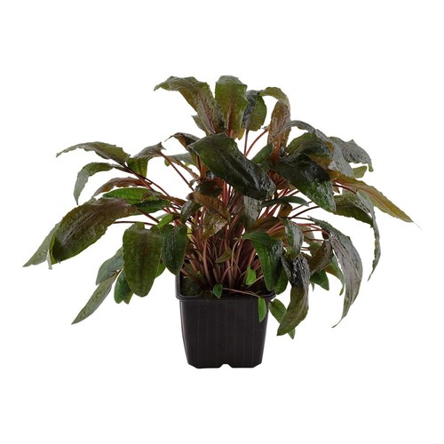 Mutterpflanze plante - mutterpflanze,