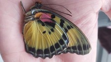 insectes entomology