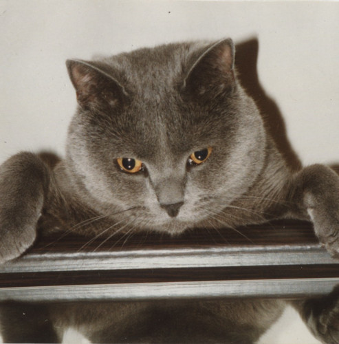 Vintage color photo odd - photo,