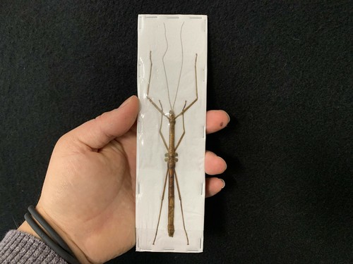 Lopaphus longicollis - , a1