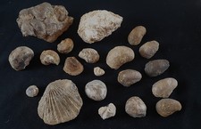 FOSSILE - LOT MOLLUSQUES -