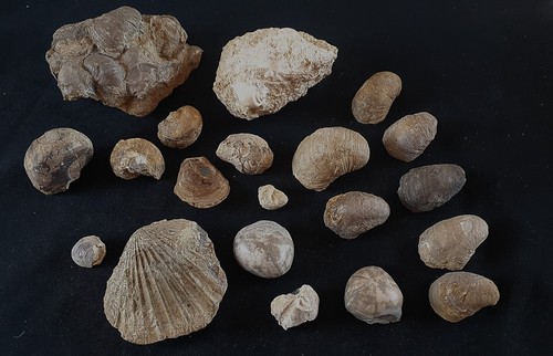 Fossile lot mollusques - lot,