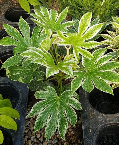 Fatsia japonica spider web - fatsia,