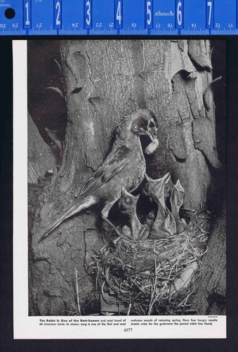 Mother robin feeding worms - robin,