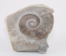 Large Rare Ammonite