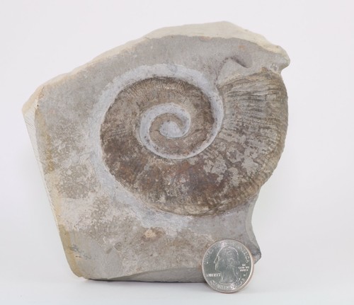 Large rare ammonite - large,