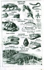 Document ancien reptiles