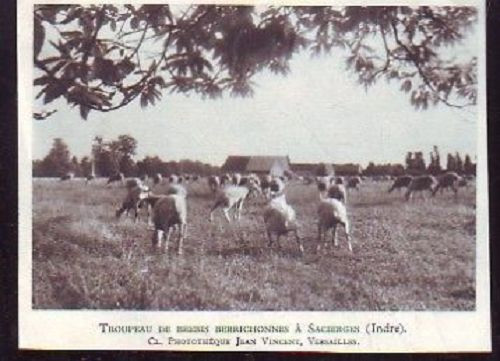 1953 troupeau de - 1953, brebis