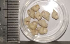 COLLECTION  COQUILLAGES FOSSILES : BENOISTIA MURICOIDES, lot de 2