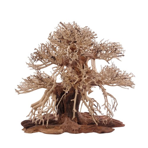 Premium bonsaï arbre racine - bonsaï,