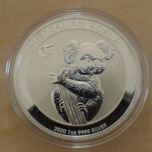 Australia koala 2020 - 1,