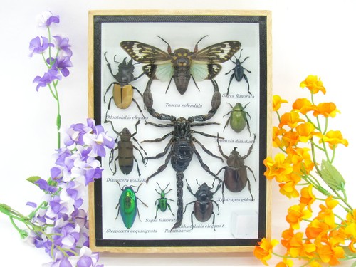 Insectes exotiques réel - insectes, 3d