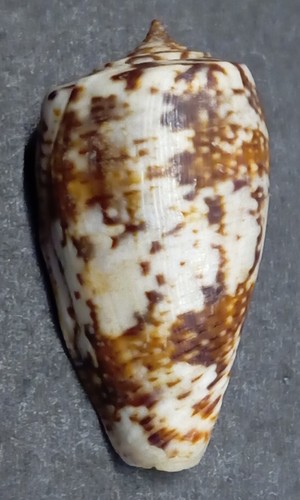 Conus cuvieri - conus,