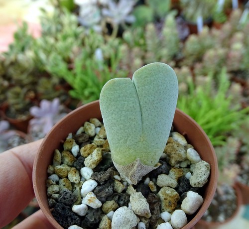 Cheiridopsis pillansii plante - ,