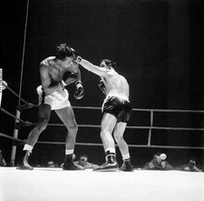 Boxer ray sugar - boxer, robinson