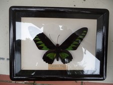 CADRE BOIS PAPILLON