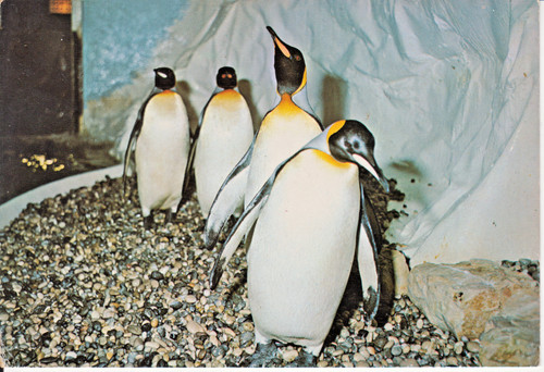 Manchots royaux marineland - manchots,