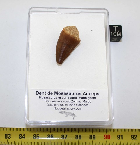 Dent mosasaurus anceps dans - dent,