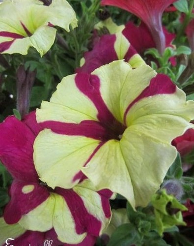 Surfinia pétunia jaune - pétunia, 'jaune
