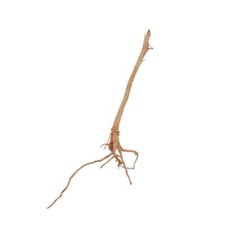 Aquarium Racine Déco Rouge