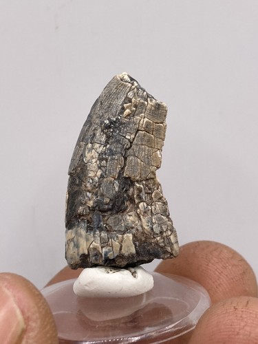 3 8cm rare dinosaur - /,