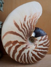 Coquillage Nautile Shell