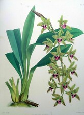 John Nugent Fitch ORIGINAL