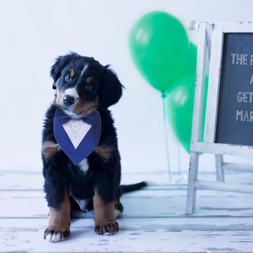 Collerette chien accessoires - chien,