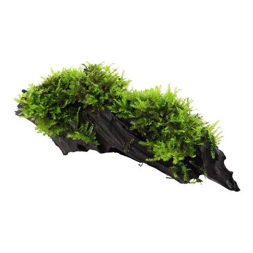 Aquarium plante vesicularia - aquarium,