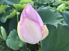 Racine de lotus racine de lotus graines comestibles graines de fleurs de...