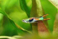 Guppy Endler Poisson Pour Aquarium Eau Douce 5x males ( Pause De Vente)