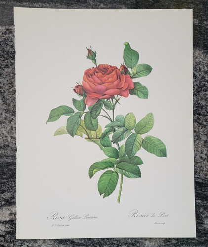 ROSA GALLICA PONTIANA Rose