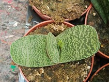 Gasteria Baylissiana Plante