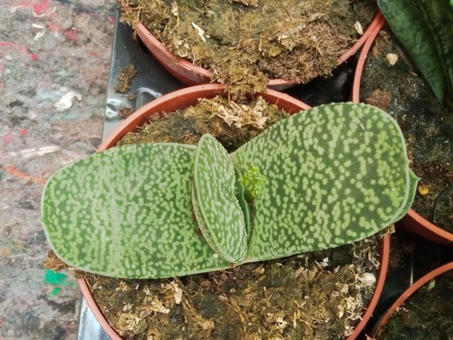 Gasteria baylissiana plante - gasteria,