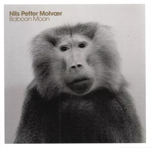 Baboon moon nils petter - baboon,