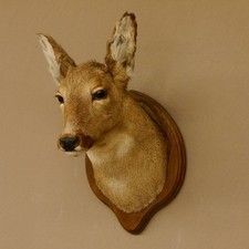 Chevreuil Biche Féminin