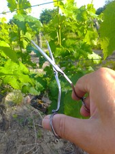 PAIRE DE CISEAUX A RAISIN CHRISTOFLE EN METAL ARGENTE FIN DU XIXème S