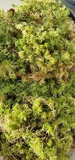 Sphaigne fraiche pour plantes