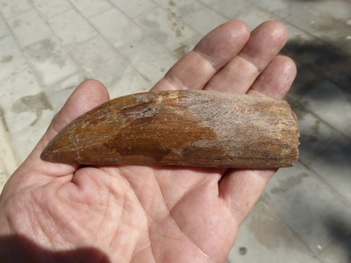 Dent fossilisee - dent,