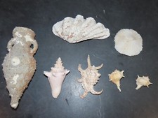 lot de 7 coquillages amphore  pour , aquarium