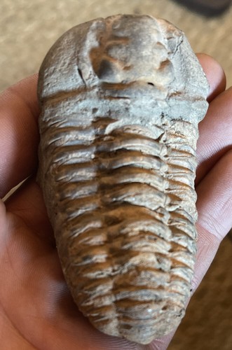 Otarion rare fossile - rare,
