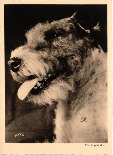 Cpm fox terrier - cpm,