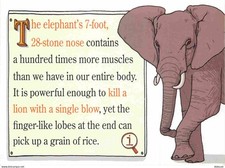 Carte Postale - Animaux -