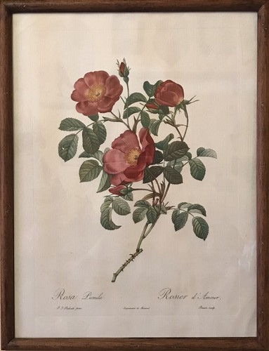 Estampe rosa pumila rosier - estampe,