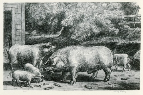 Harry wickey hogs near - harry,
