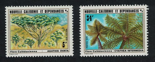 New caledonia trees agathis - new, 'agathis