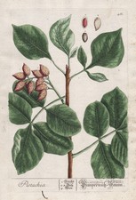 Pistache Écrou L'Arbre À Pied Male + Botany Livre D'Herbes Blackwell Engraving